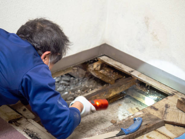 Professional Mold Removal in Newberg, OR