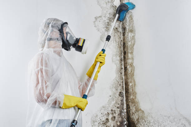 Best Mold Removal Process  in Newberg, OR