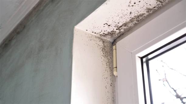 Best Toxic Mold Removal  in Newberg, OR