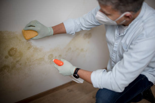 Best Mold Damage Repair  in Newberg, OR