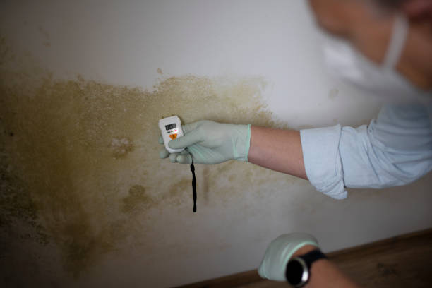 Attic Mold Removal in Newberg, OR