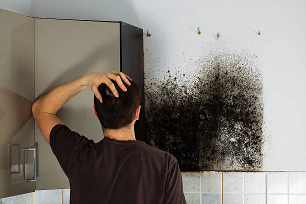 Best Attic Mold Removal  in Newberg, OR