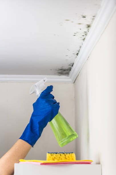 Mold Removal Process in Newberg, OR